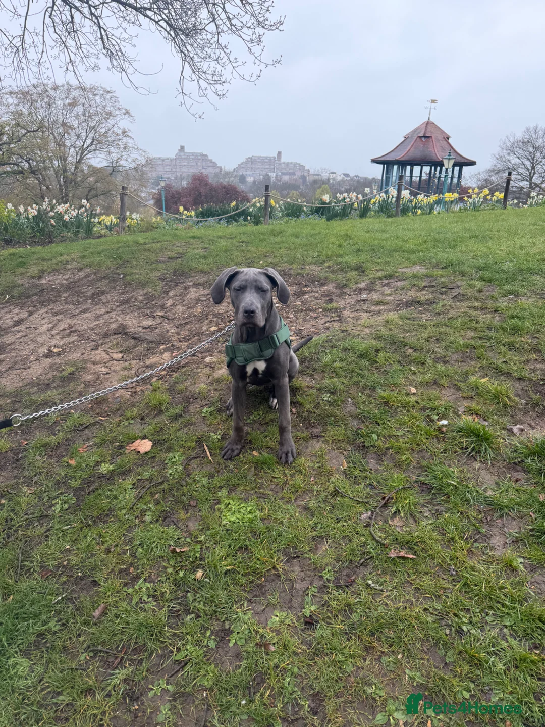 Cane Corso dogs for sale: Cane corso  - Advert 1