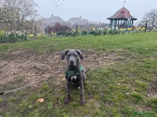 Cane Corso dogs Cane corso - Advert 1