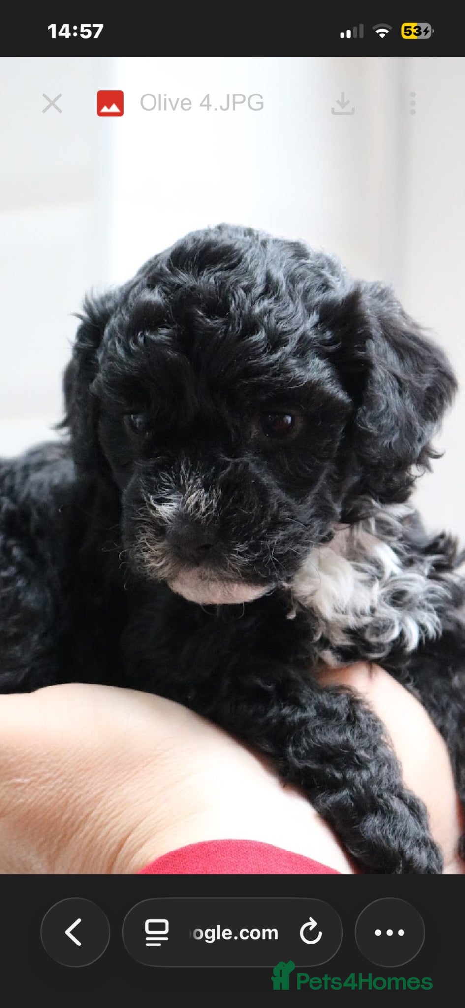 Mixed Breed dogs Tibbipoo - Advert 1