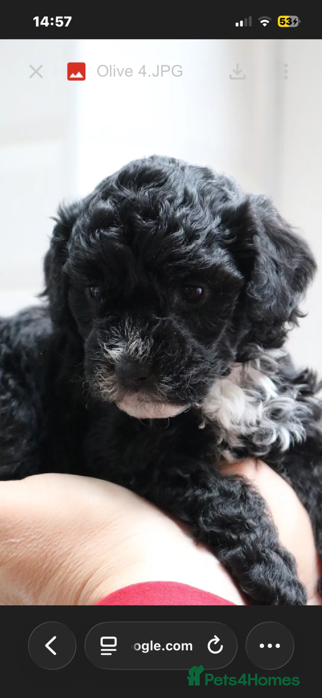 Mixed Breed dogs for sale: Tibbipoo - Advert 1