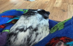 Guinea Pig rodents for sale: Male guinea pig  - Image 4