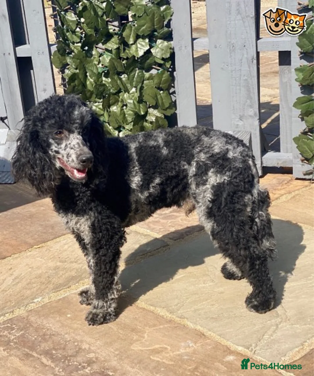 Miniature Poodle dogs for stud: HEALTH TESTED MERLE MIN POO CARRIES CHOC & PHANTOM in Chippenham - Advert 5
