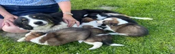 Border Collie dogs for sale: 4 gorgeous Border Collie Puppies - Advert 2