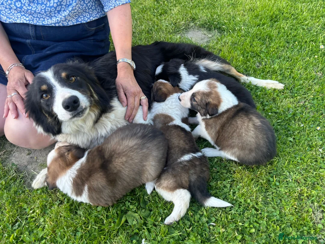 Border Collie dogs for sale: 4 gorgeous Border Collie Puppies - Advert 2