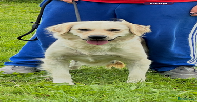 Golden Retriever dogs - Advert 2