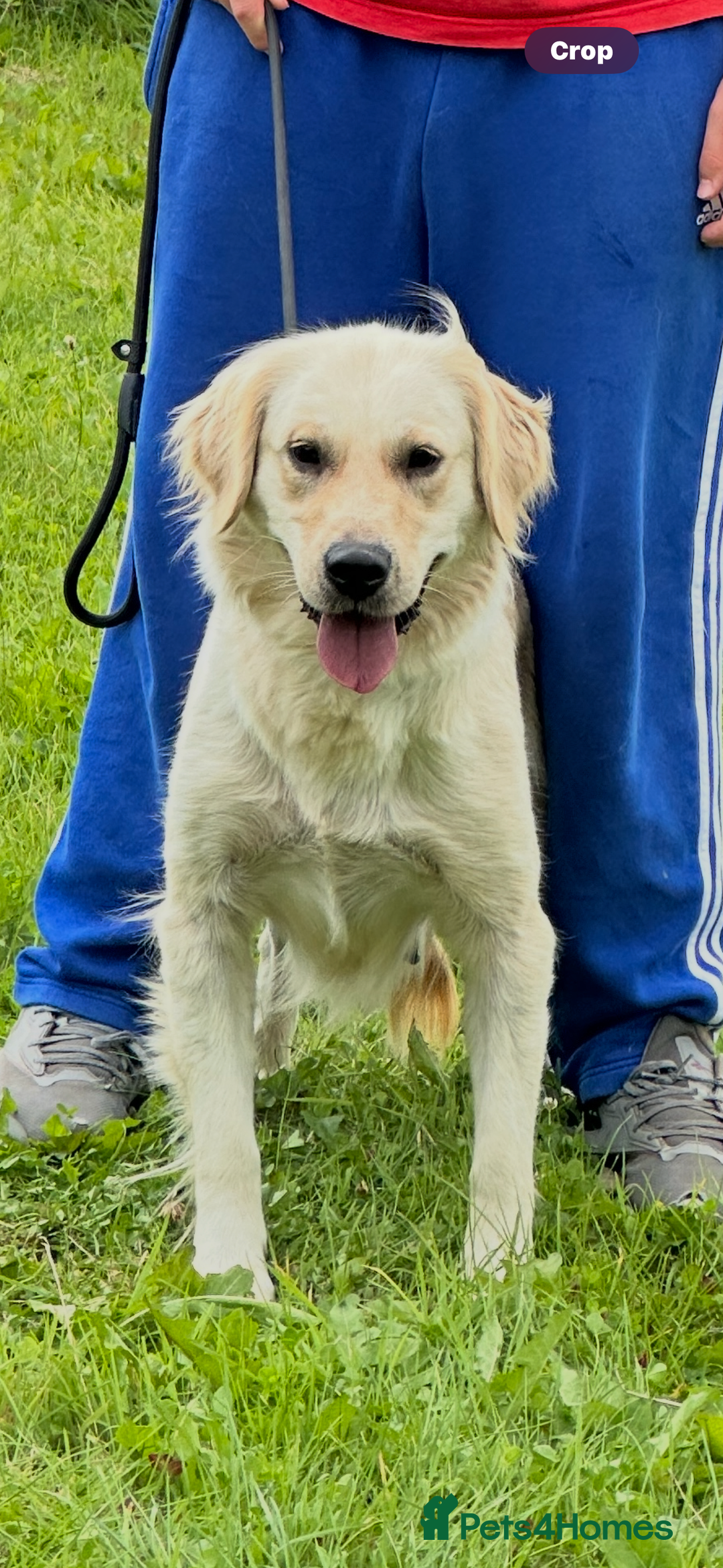 Golden Retriever dogs for sale: (Rain) Beautiful adult golden retriever for sale  - Image 3