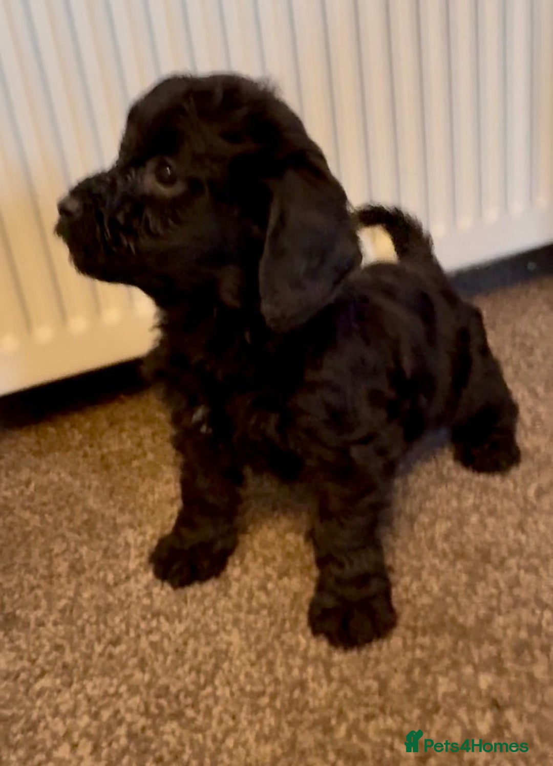 Cockapoo dogs for sale: Cockapoo puppies - Advert 3