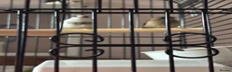 Finches birds for sale: Bengali’s finches x 3 in Blackpool - Advert 7