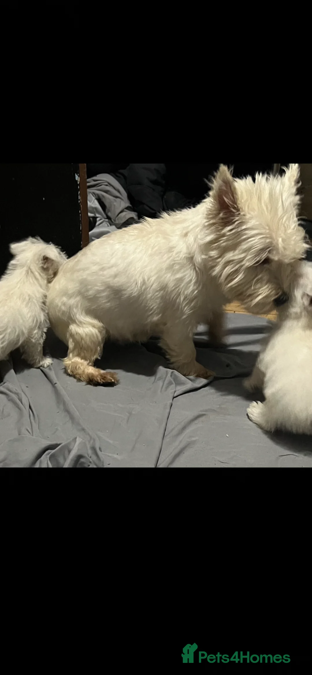 West Highland Terrier dogs for sale: West highland terrier puppies - Advert 2