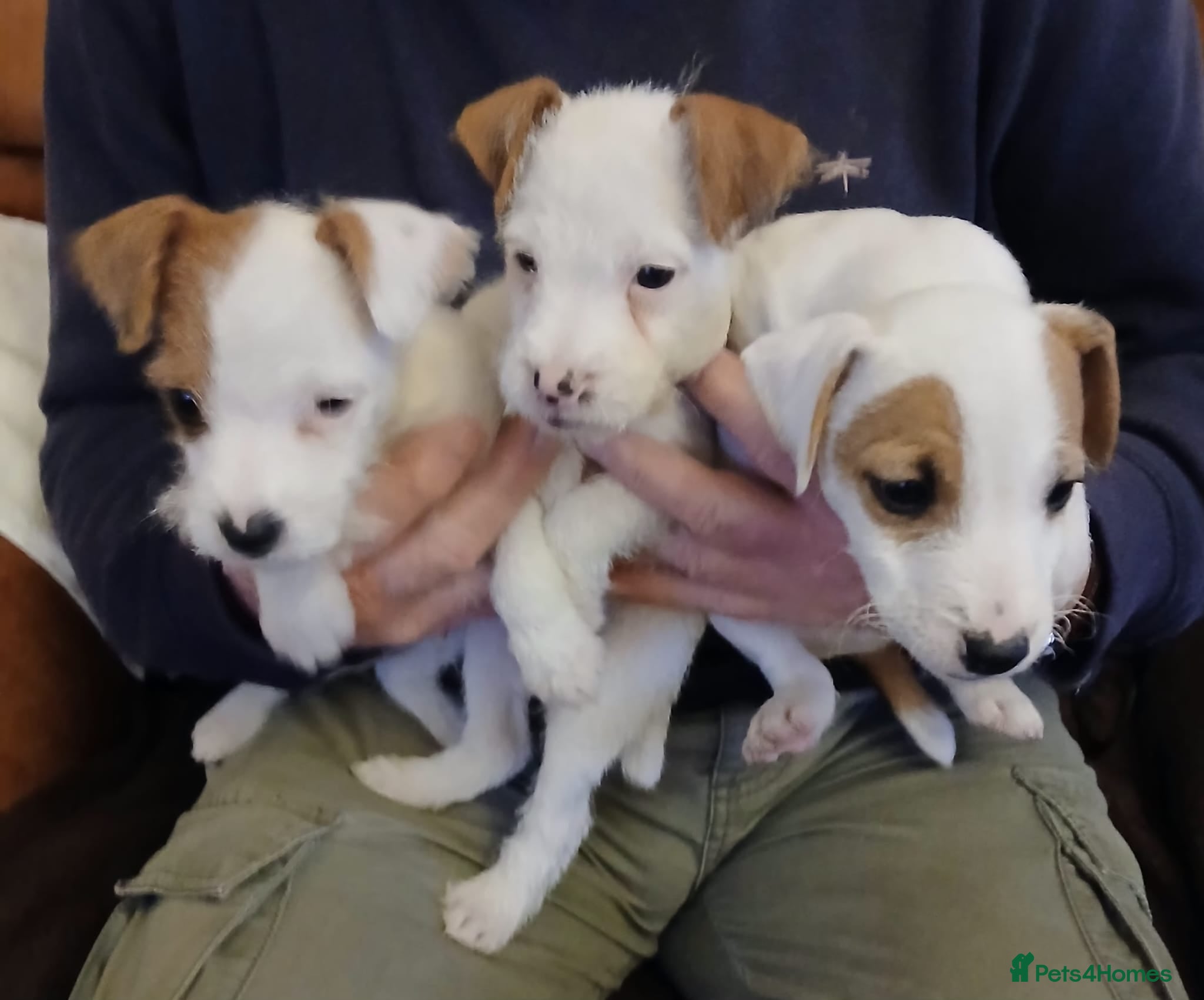 Jack Russell dogs Jack Russell  puppies - Advert 11