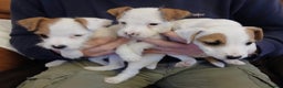 Jack Russell dogs for sale: Jack Russell  puppies - Advert 1