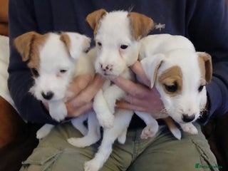 Jack Russell dogs Jack Russell puppies - Advert 2