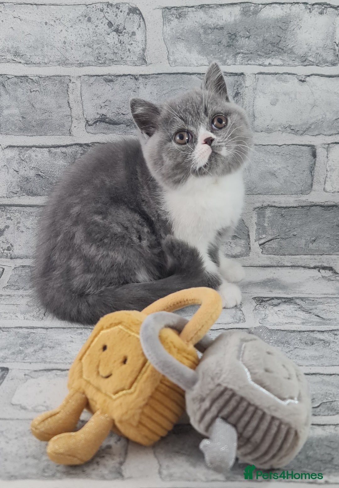 British Shorthair cats for sale: PEDIGREE BRITISH SHORTHAIR RETIRED QUEEN - Image 4