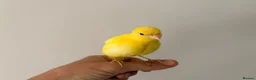 Canaries birds for sale: Adult and hand reared young canaries - Advert 24
