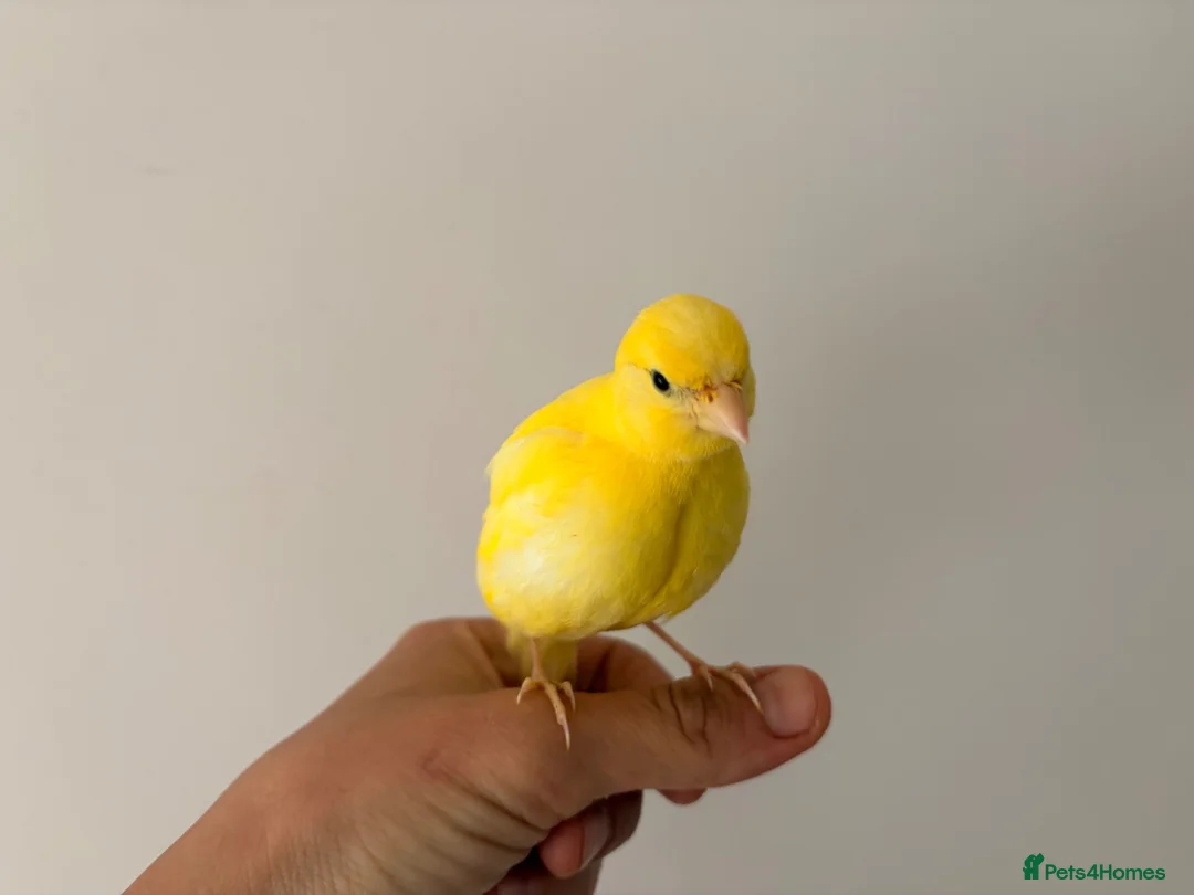 Canaries birds for sale: Adult and hand reared young canaries - Advert 24
