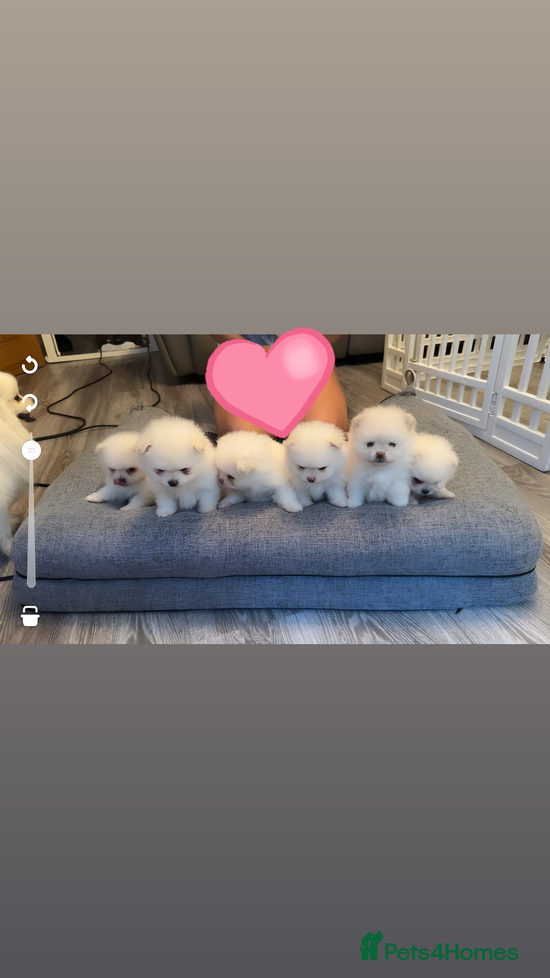 Pomeranian dogs for sale: Beautiful thick coat poms READY to leave next week - Image 5