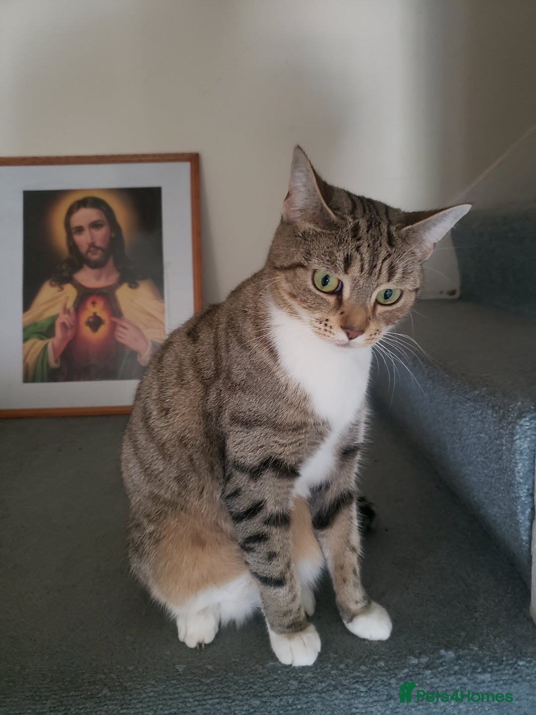 Domestic Shorthair cats for sale: Two loving young Bengal Mix Sisters - Image 9