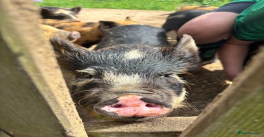 Pig livestock - Advert 8