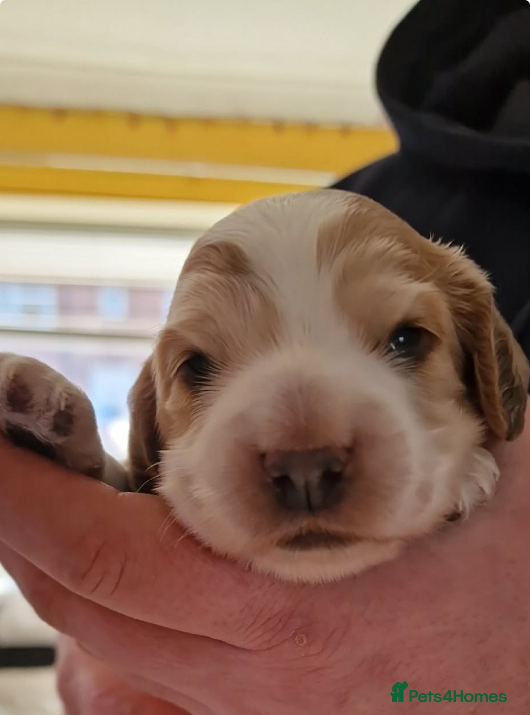 Cocker Spaniel dogs for sale: Lemon roan showtype cockerspaniel - Advert 6