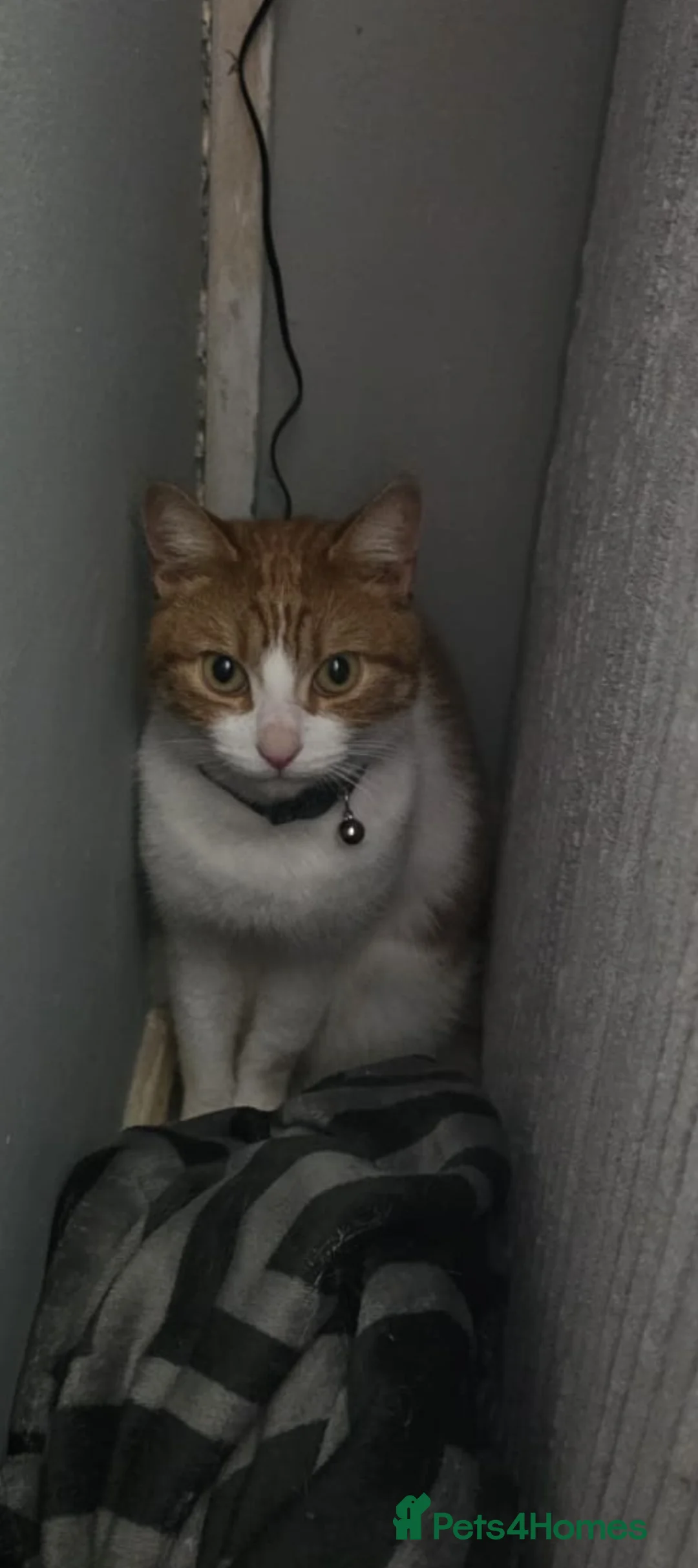 Mixed Breed cats for sale: Ginger cat  - Advert 1