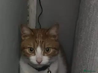 Mixed Breed cats Ginger cat - Advert 1