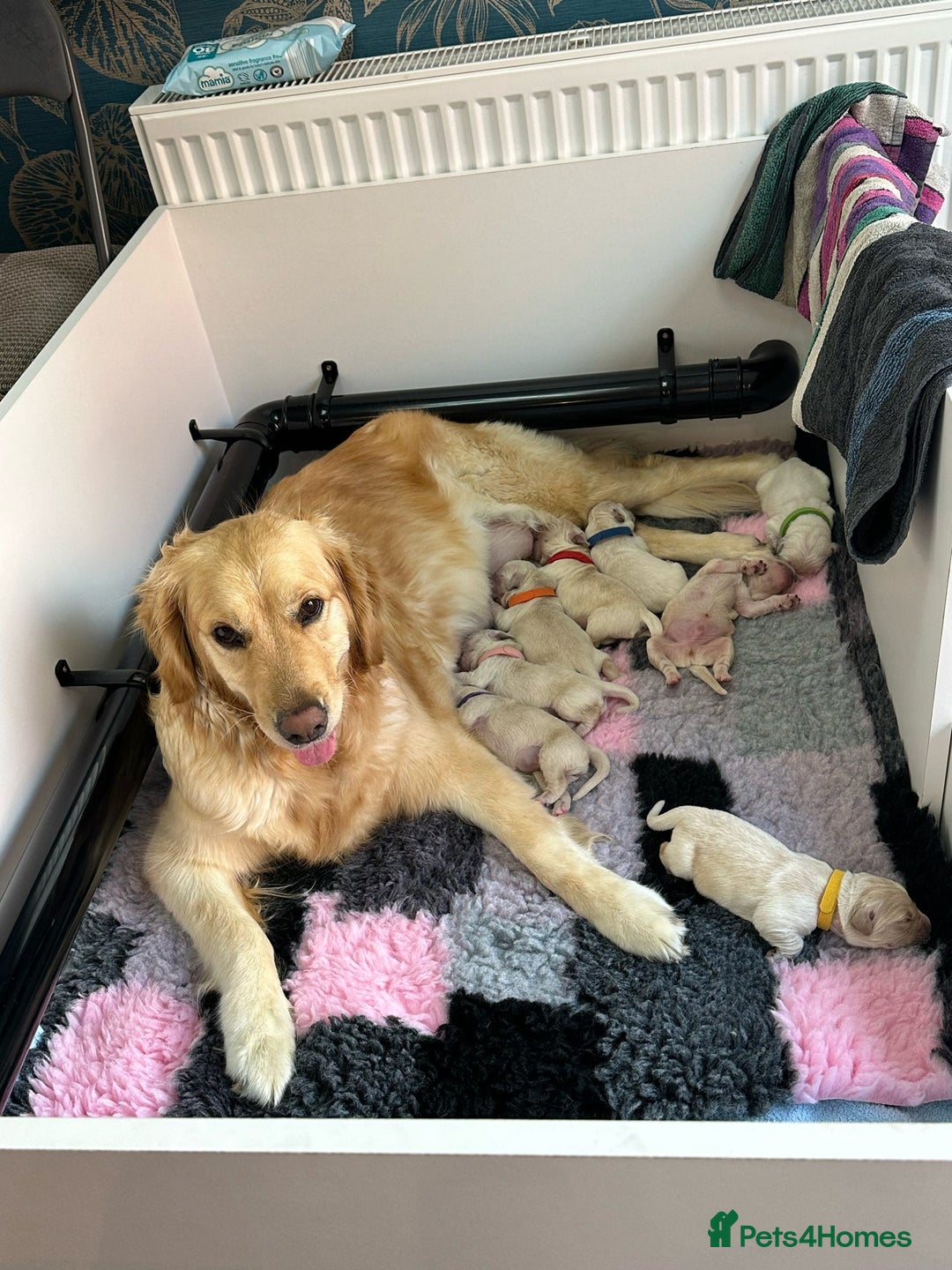 Golden Retriever dogs for sale: Golden Retriever Puppies for sale - Image 5