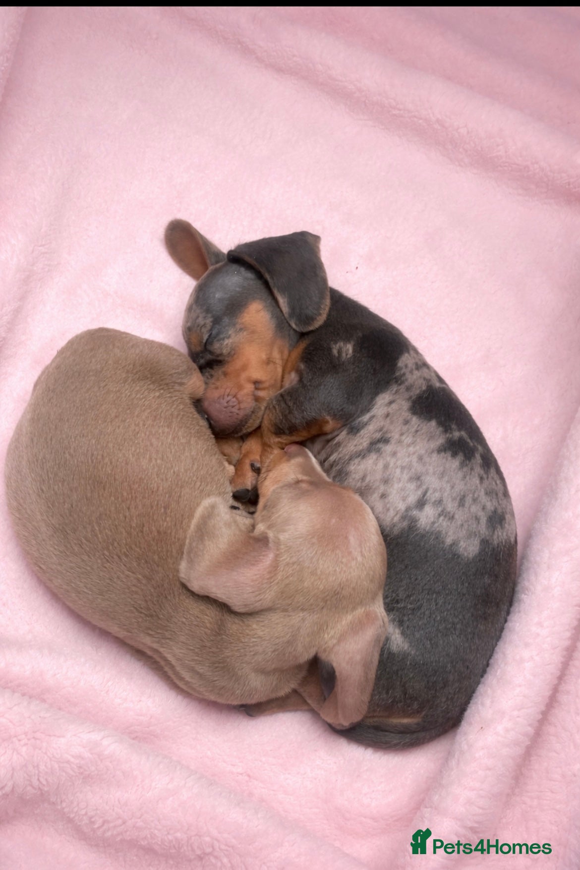 Dachshund dogs Dachshund puppies for sale - Advert 5