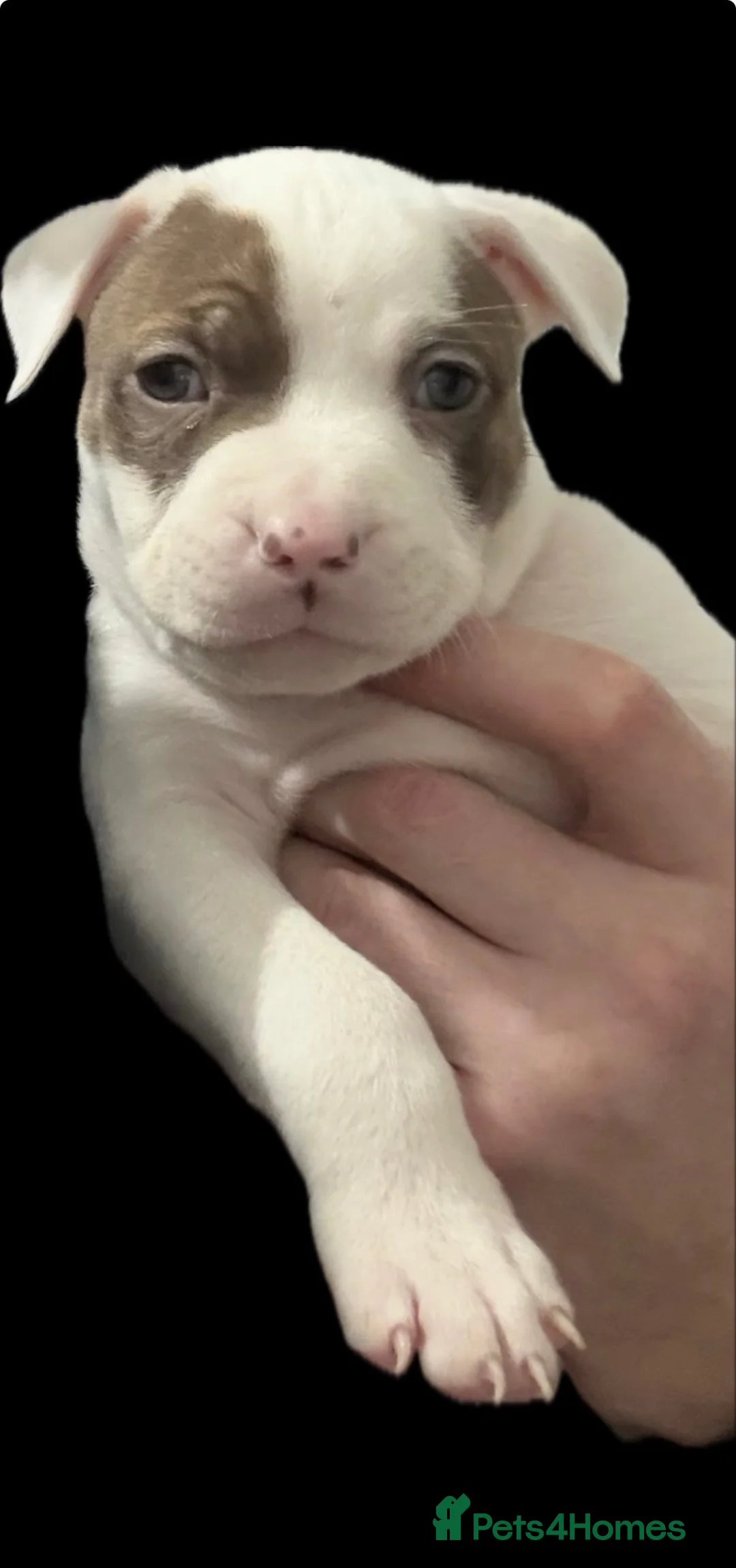 Staffordshire Bull Terrier dogs for sale: Staffy Puppies  - Advert 5