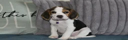 Beagle dogs for sale: Beautiful beagle puppies  - Advert 7