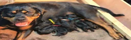 Rottweiler dogs for sale: Last 2 boys  - Advert 3