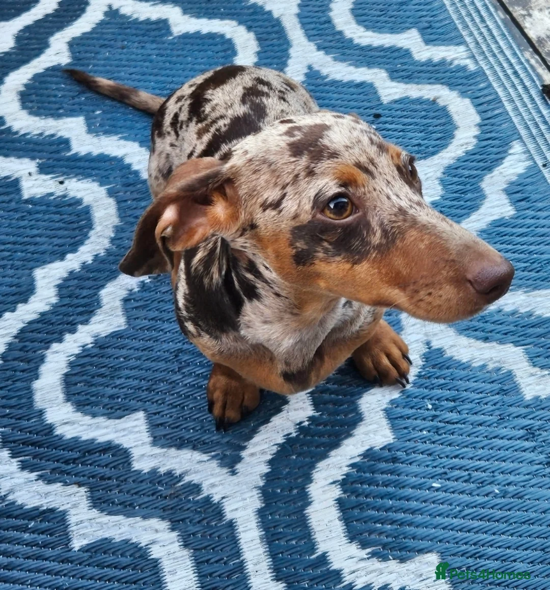 Miniature Dachshund dogs for sale: Stunning cream miniture dachshunds  in Milton Keynes - Advert 7