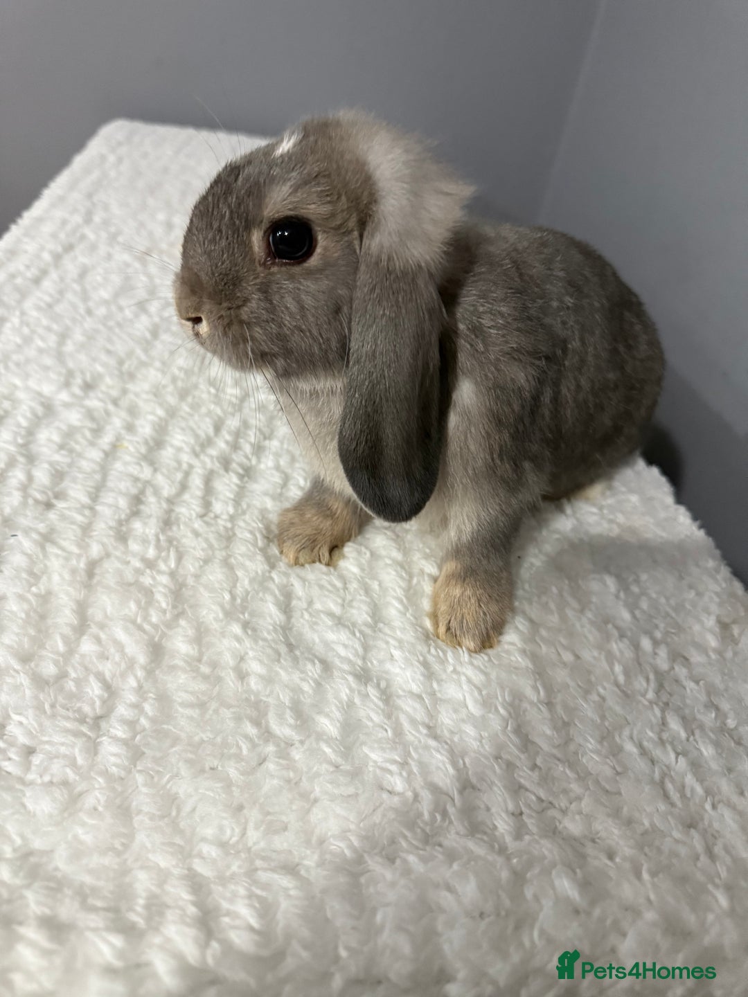 Mini Lop rabbits for sale: Mini lop - Image 16