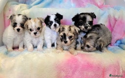 Chihuahua dogs for sale: Fluffy gorgeous chihuahua x Korean maltese  - Image 3