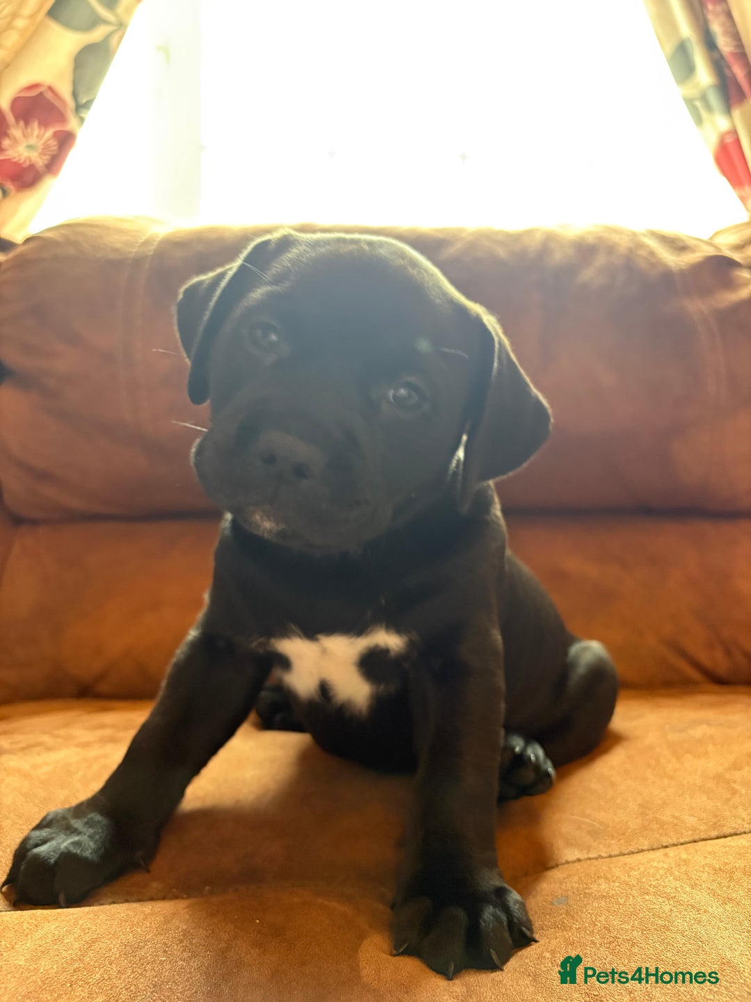 Mixed Breed dogs for sale: Labrador X pups 2 girls left !  - Advert 8