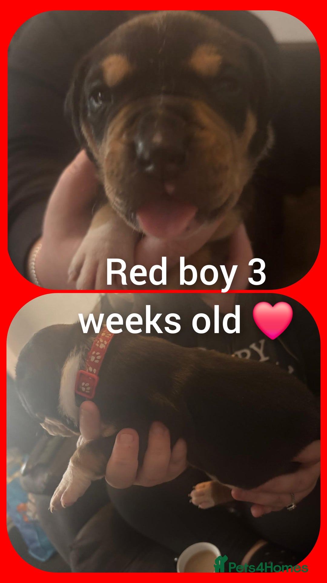 Mixed Breed dogs for sale: Staffy cross pups for sale  - Advert 13