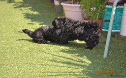 Shihpoo dogs for sale: rare black shipoos - Image 27