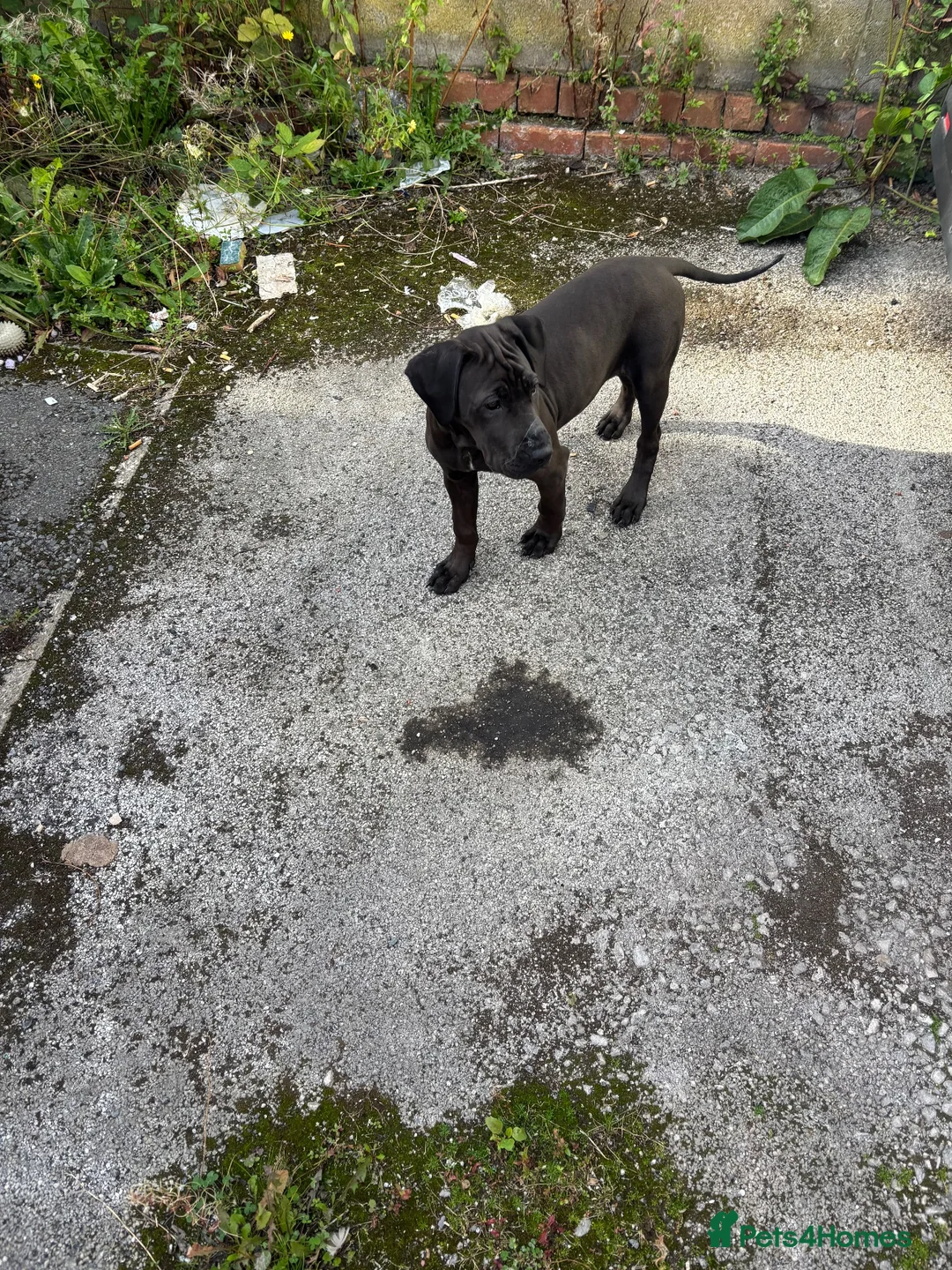 Mixed Breed dogs for sale: Kiazer in Ilkeston - Advert 3