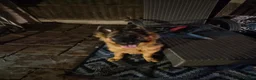 German Shepherd dogs for sale: Chase, gorgeous German shepherd. 6months old in Mansfield - Advert 1
