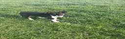 Border Collie dogs for sale: ⭐️2 Border Collie Pups left⭐️ - Advert 20