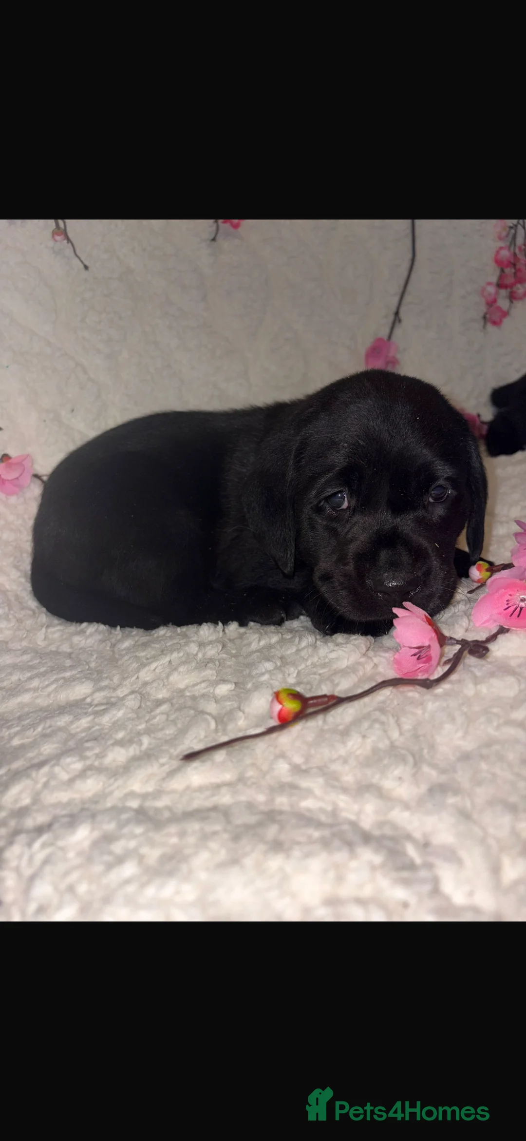 Labrador Retriever dogs for sale: Beautiful Labrador puppy’s  - Advert 13