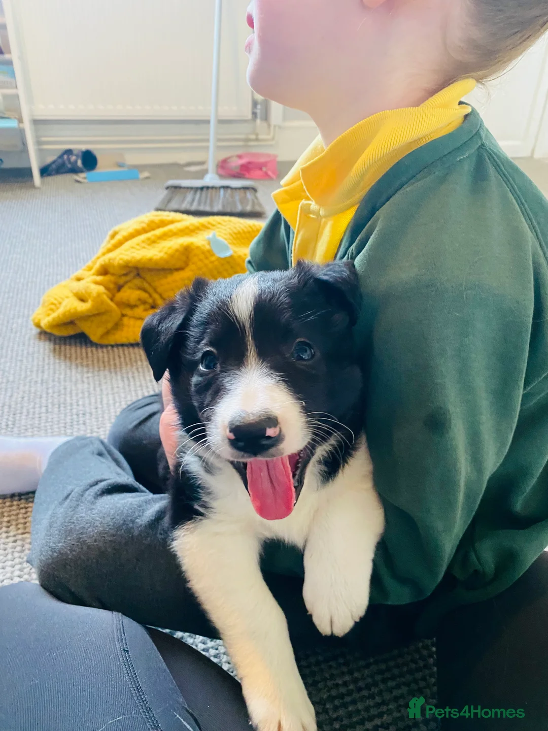 Mixed Breed dogs for sale: Gorgeous puppy’s off working parents (dairy farm) - Advert 17