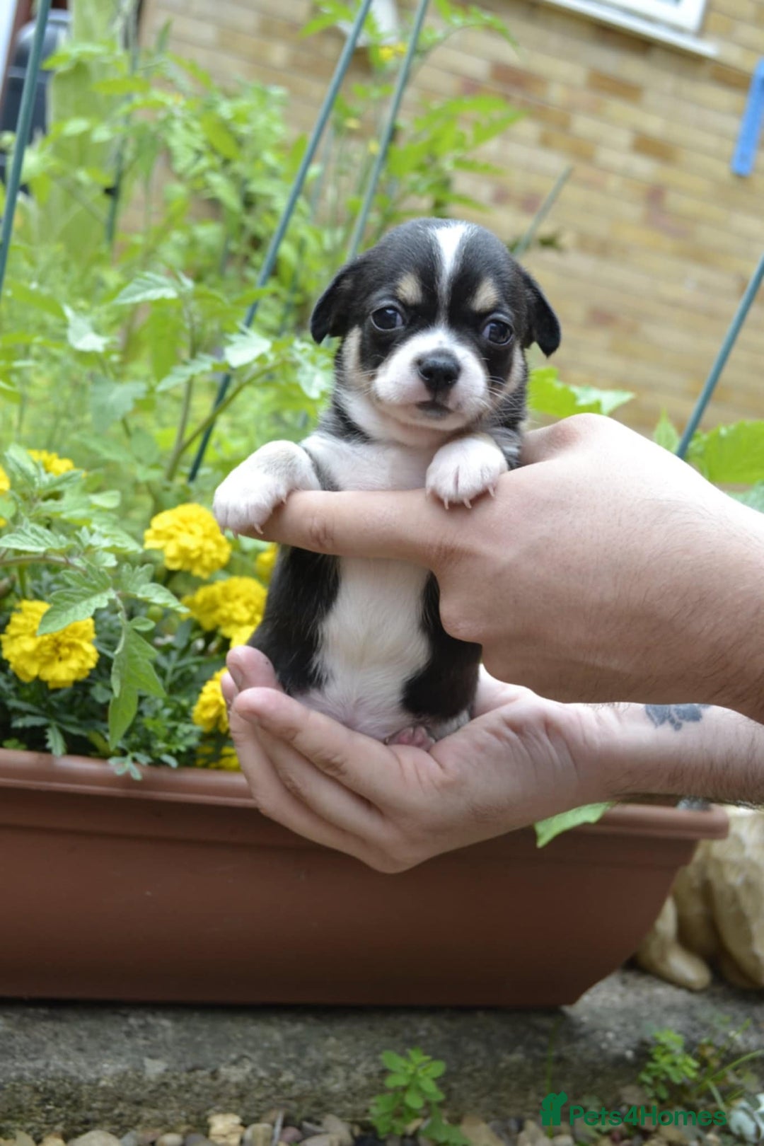 Chihuahua dogs for sale: 3 very beautiful puppy's  - Image 6