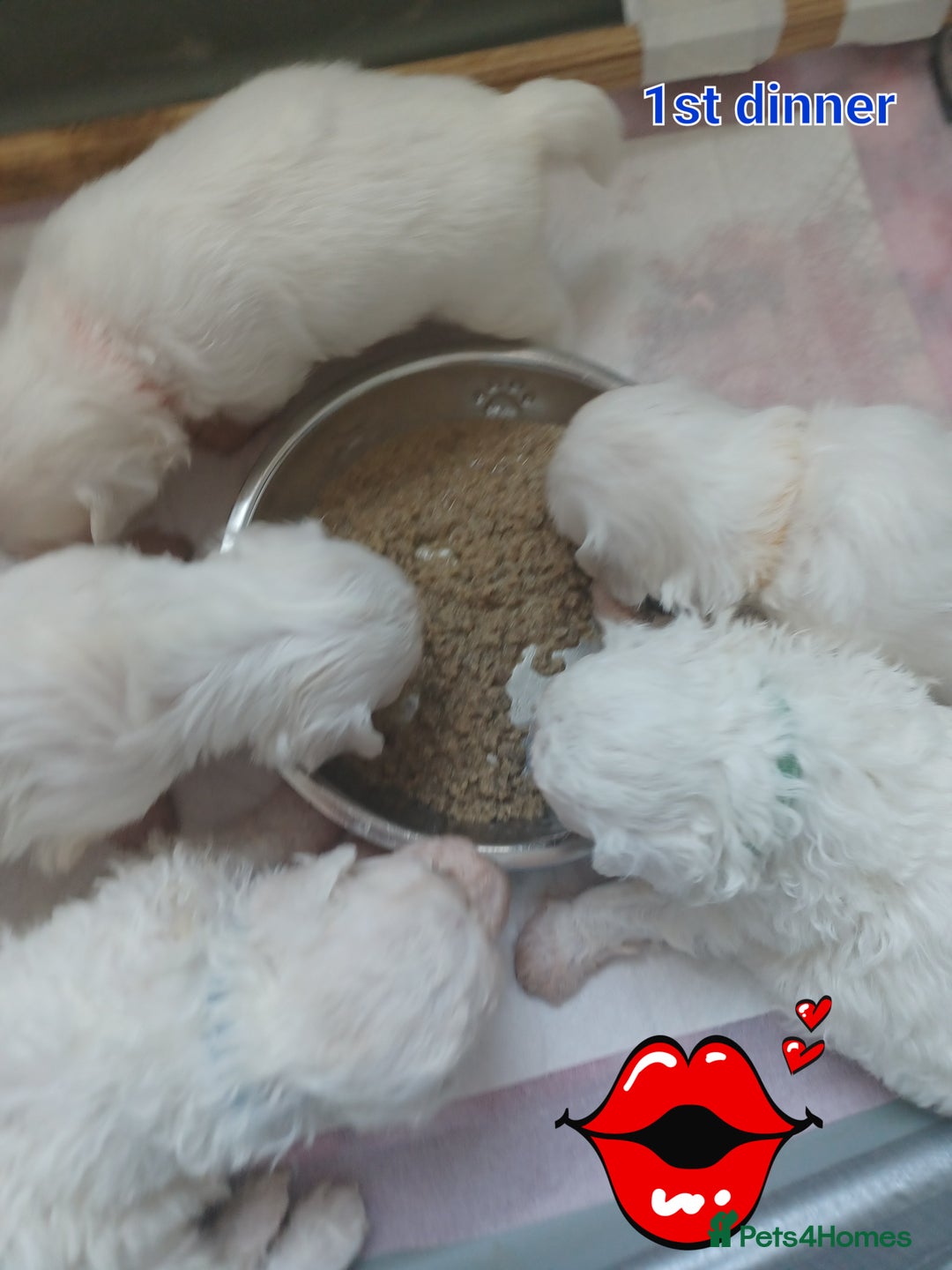 Bichon Frise dogs for sale: GORGEOUS BICHON FRISE❤️ 2 girls 3 boys - Image 15