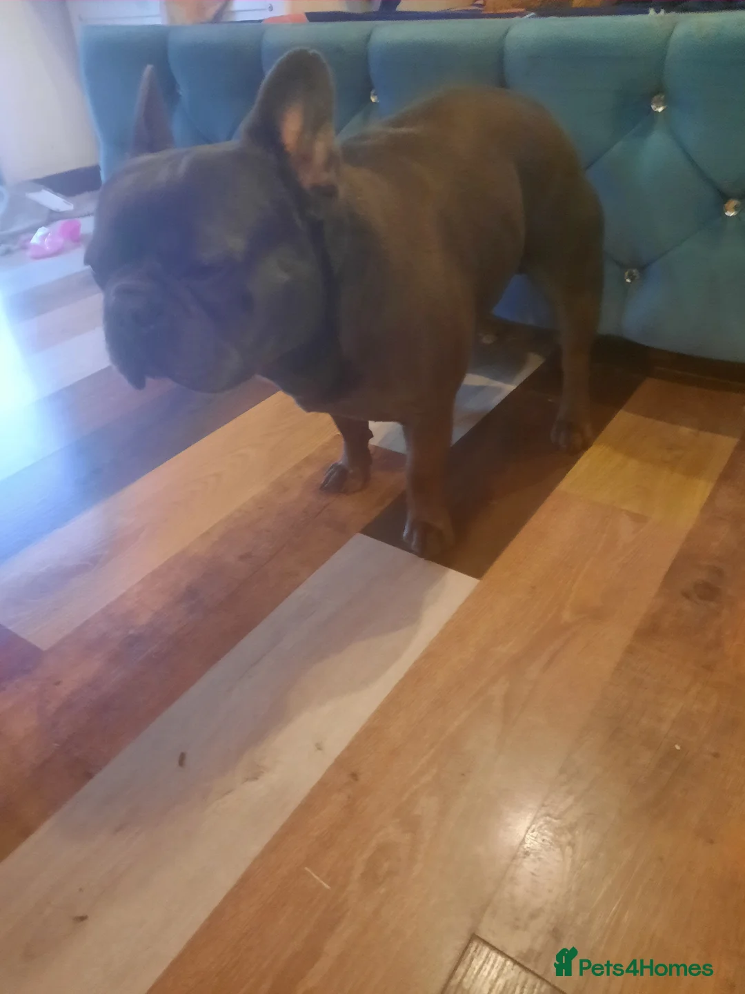 American Bully dogs for stud: American Bully / French Bulldog mix in Evesham - Advert 2
