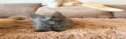 Maine Coon cats for sale: Tica registered mainecoon kittens (some polys)  - Advert 15