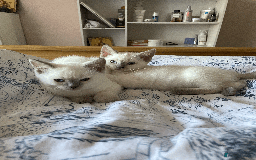 Ragdoll cats for sale: RAGDOLL x BSH KITTENS - Image 14