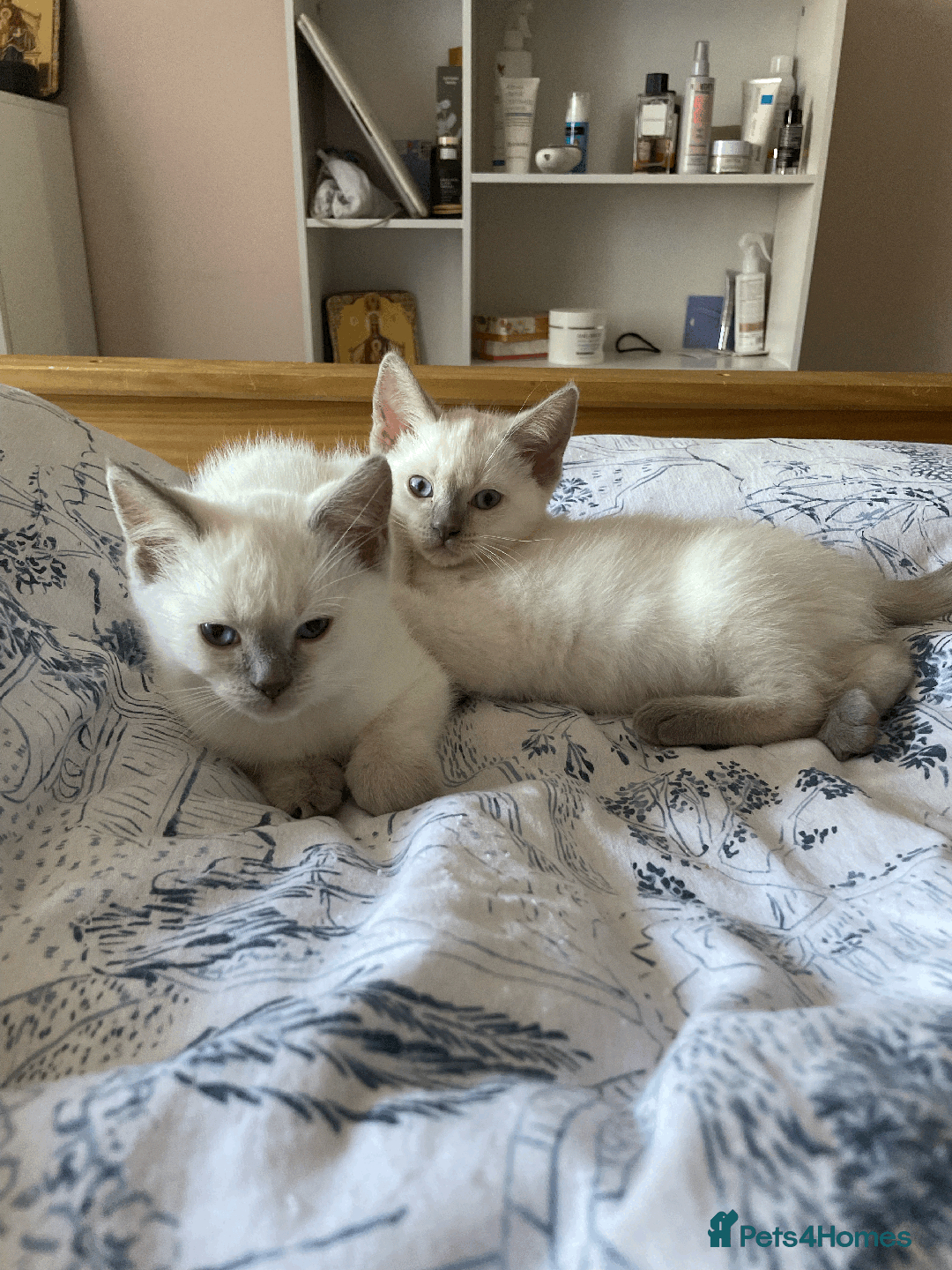 Ragdoll cats for sale: RAGDOLL x BSH KITTENS - Image 14