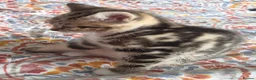Mixed Breed cats for sale: Beautiful mixed breed kitten - Advert 4