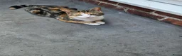 Mixed Breed cats for sale: Three beautiful kittens for sale - Advert 3