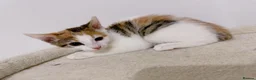 Mixed Breed cats for sale: Moti, female Calico kitten  - Advert 5